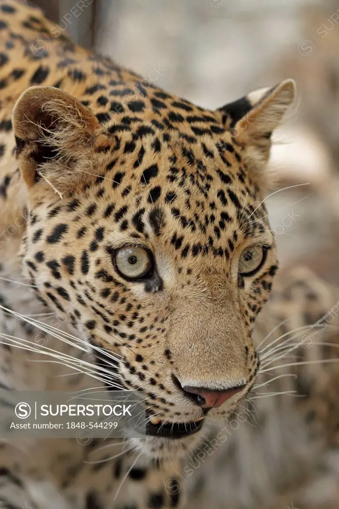 Leopard (Panthera pardus), portrait, Ranthambore National Park, Rajasthan, India, Asia