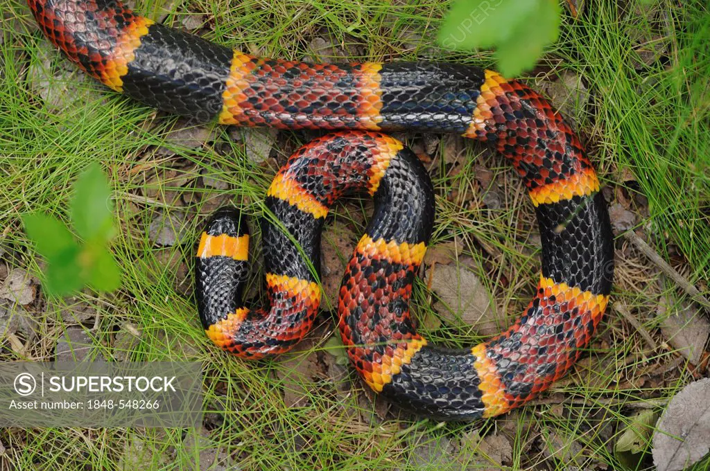 Texas Coral Snake (Micrurus tener), adult, Fennessey Ranch, Refugio, Corpus Christi, Coastal Bend, Texas Coast, USA