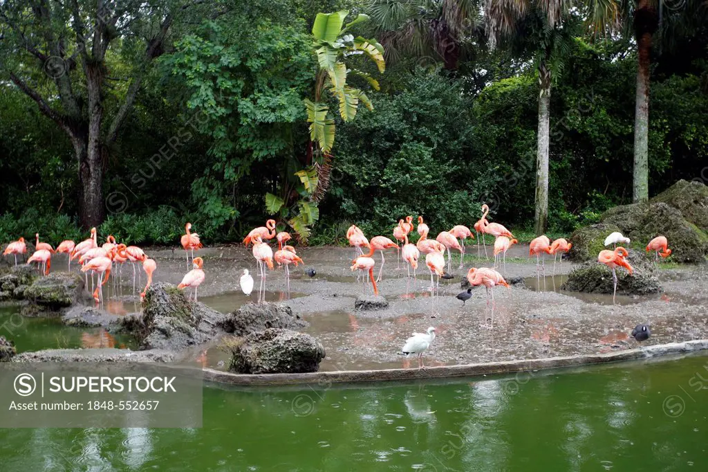 Flamingoes, Miami Metro Zoo, Florida, United States of America, USA
