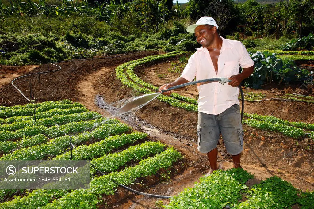 Smallholder irrigating herb garden, chervil (Anthriscus cerefolium), Araripina, State of Pernambuco, Brazil, South America
