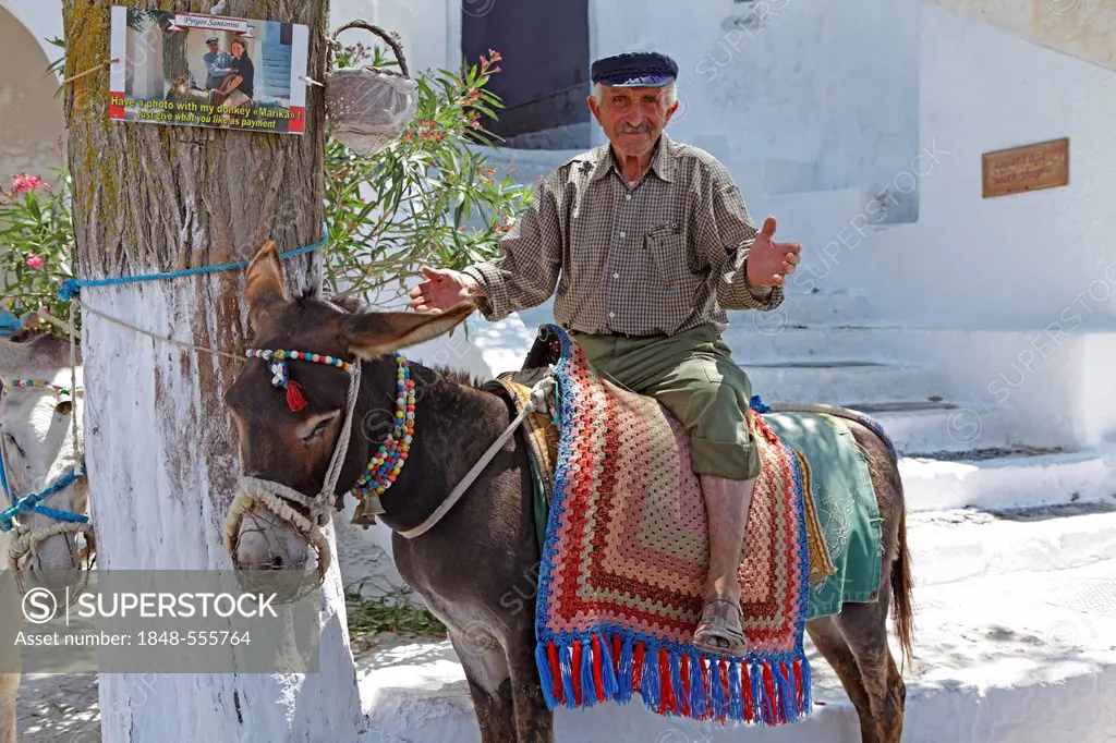 Greek man with his donkey, mountain village Pyrgos, Santorini, Cyclades, Aegean Sea, Greece, Europe