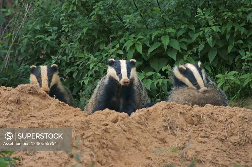 Badger (Meles meles), three badgers at the entrance to a sett
