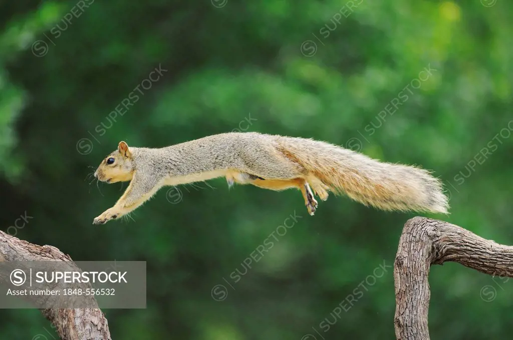 Eastern Fox Squirrel (Sciurus niger), male jumping, Fennessey Ranch, Refugio, Coastal Bend, Texas Coast, USA