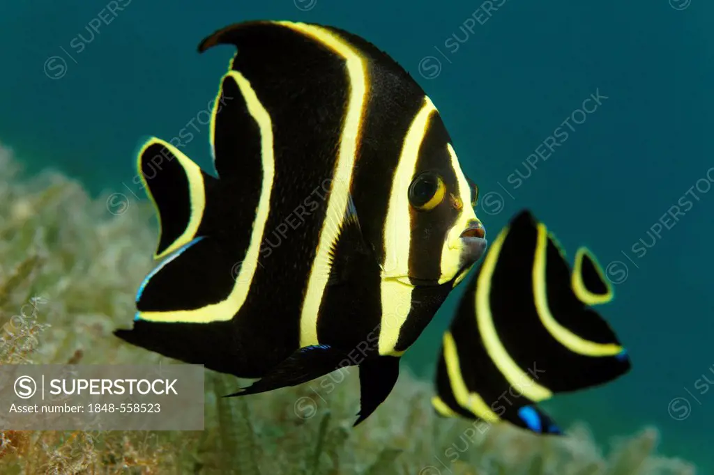 French Angelfish, (Pomacanthus paru), juvenile form, swimming above seaweed, Saint Lucia, St. Lucia Island, Windward Islands, Lesser Antilles, Caribbe...