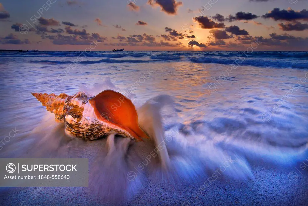 Shell on a beach in Tulum, Yucatan, Mexico, North America