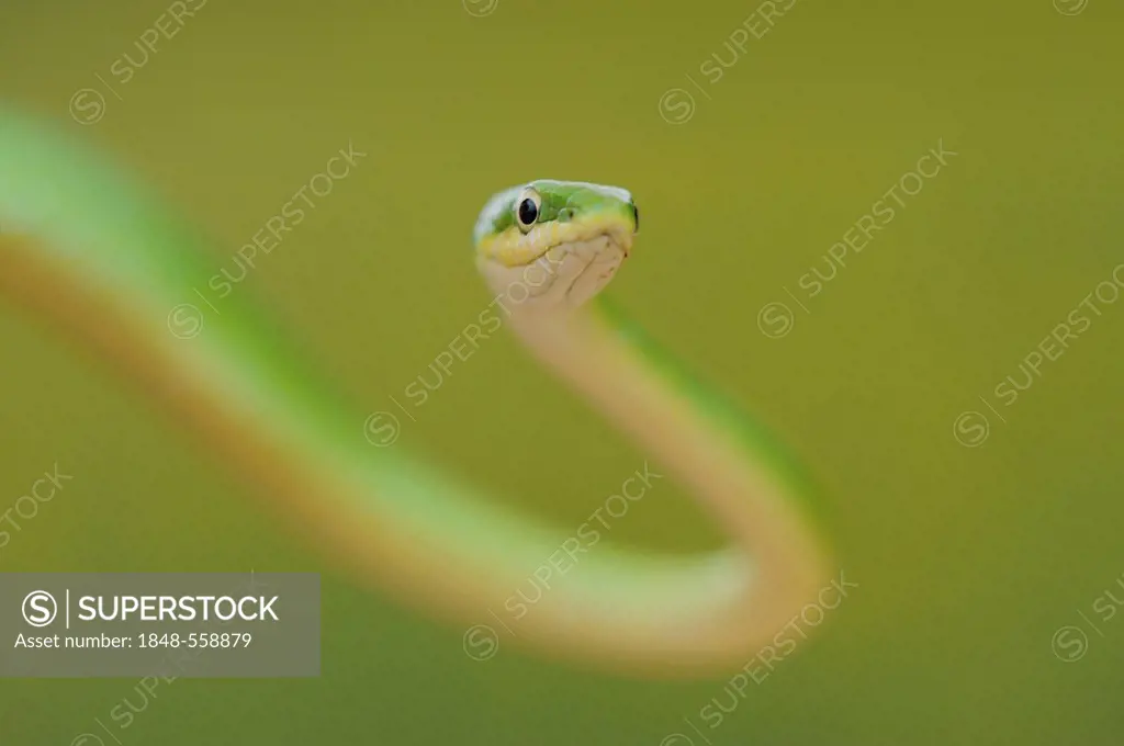 Rough Green Snake (Opheodrys aestivus), adult, Refugio, Coastal Bend, Texas, USA