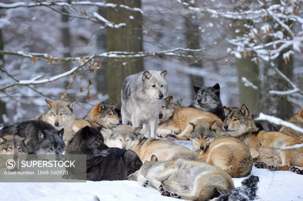 Mackenzie valley wolves, Canadian timber wolves (Canis lupus occidentalis), female leader of the pack among the wolf pack in the snow