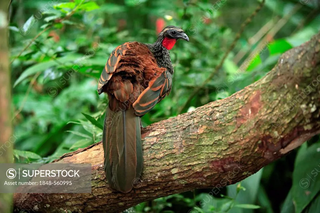 Rusty-margined Guan (Penelope superciliaris), adult, on a tree, Pantanal, Brazil, South America