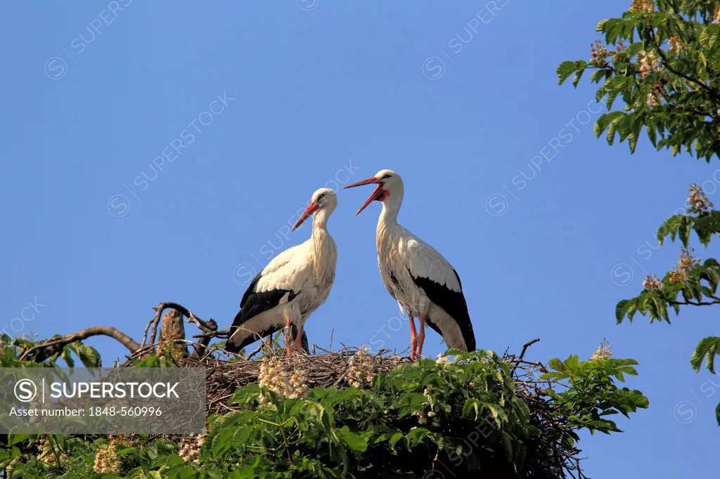 White Storks (Ciconia ciconia), pair on a nest in a chestnut tree, Mannheim, Baden-Wuerttemberg, Germany, Europe