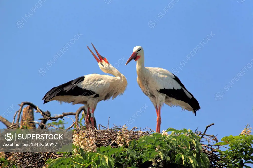 White Storks (Ciconia ciconia), pair clapping their beaks in a nest in a chestnut tree, Mannheim, Baden-Wuerttemberg, Germany, Europe