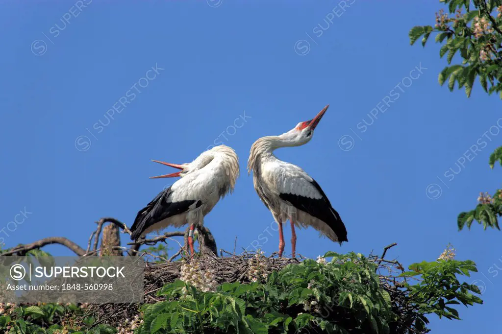 White Storks (Ciconia ciconia), pair clapping their beaks in a nest in a chestnut tree, Mannheim, Baden-Wuerttemberg, Germany, Europe