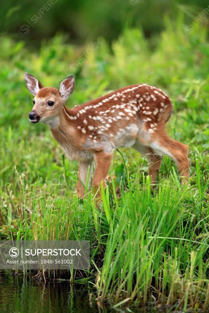 White-tailed Deer (Odocoileus virginianus), fawn on a meadow by the waterside, Minnesota, USA, North America