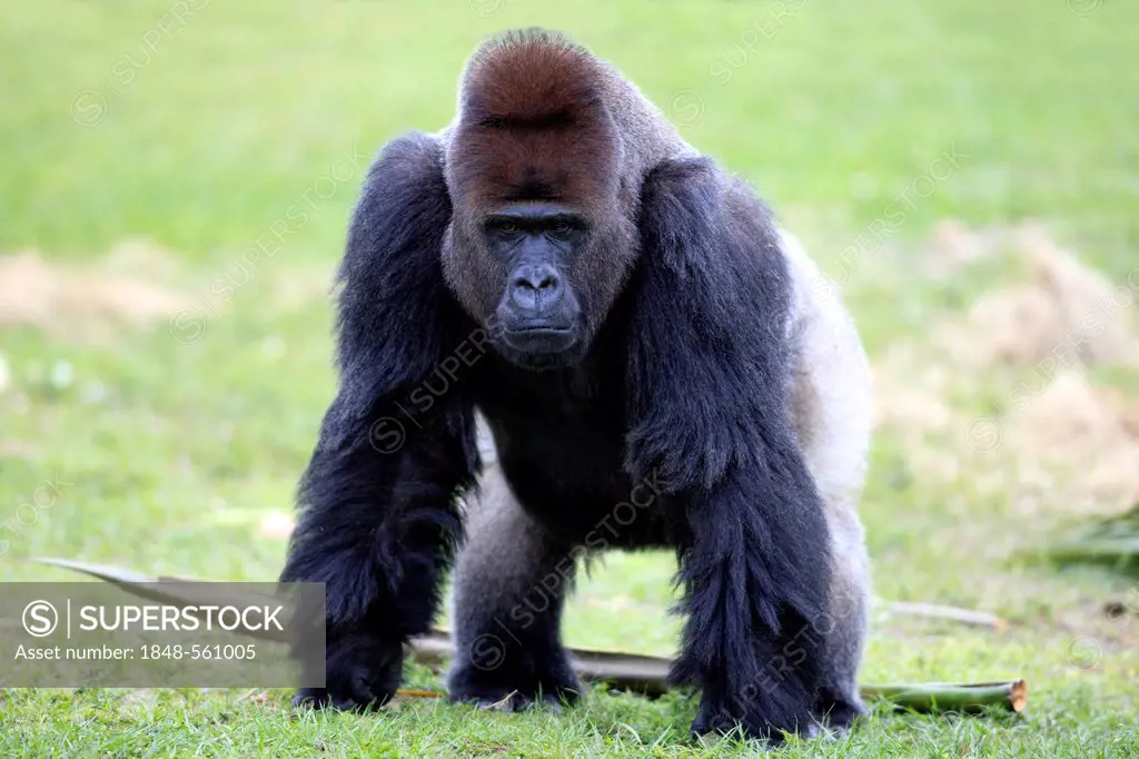 Western Lowland Gorilla (Gorilla gorilla), adult, male, silverback, captive, Florida, USA, North America