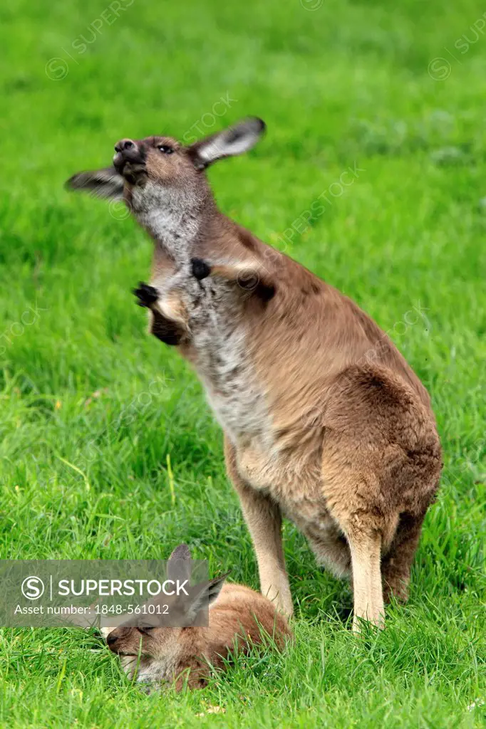 Western Grey Kangaroo (Macropus fuliginosus), mother and young, Cleland Wildlife Park, South Australia, Australia
