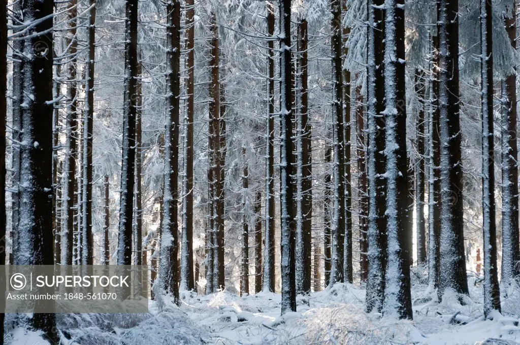Snow-covered fir plantation on Feldberg Mountain in the Taunus Ranges, Hesse, Germany, Europe