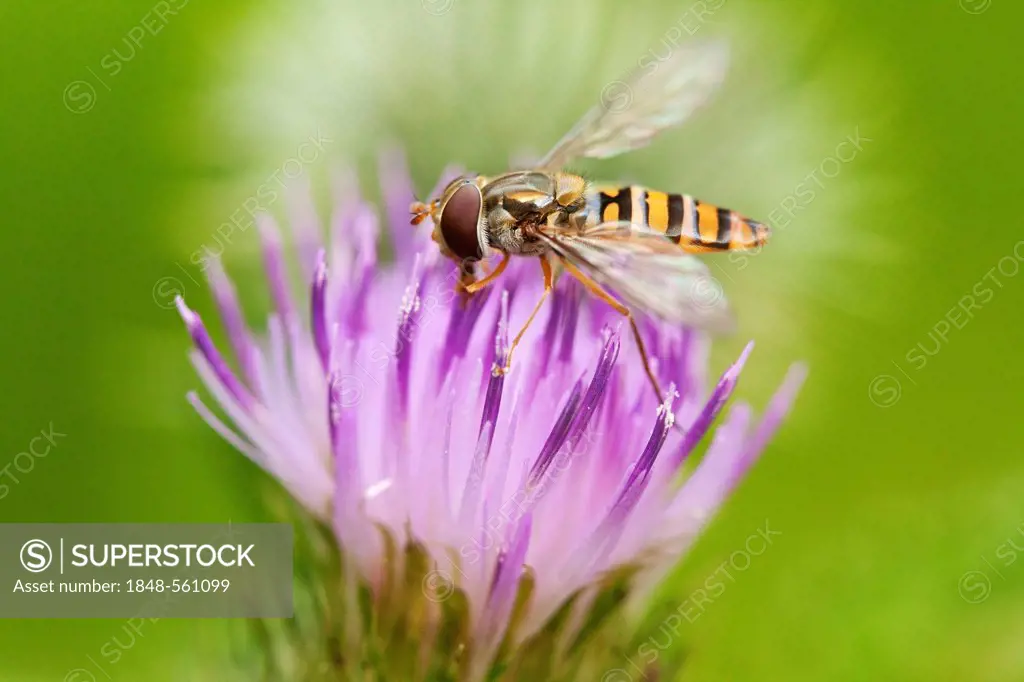 Marmalade hoverfly (Episyrphus balteatus) collecting nectar from the flower of the Meadow thistle (Cirsium dissectum), Bridgwater, Somerset, England, ...