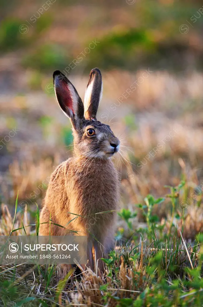 Hare (Lepus europaeus), Lake Neusiedl, Burgenland, Austria, Europe