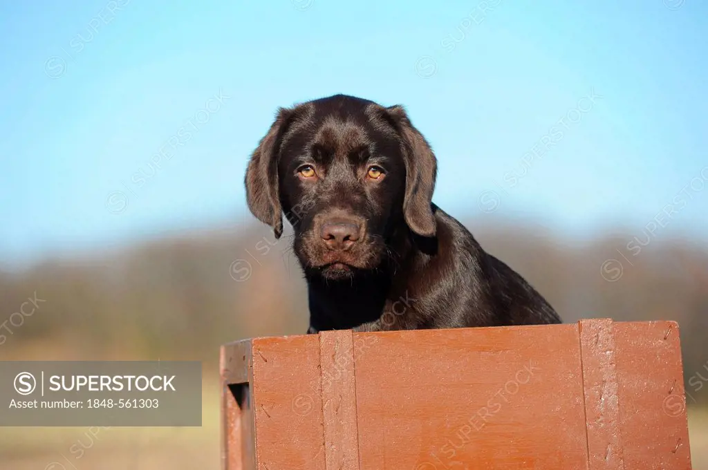 Chocolate Labrador Retriever puppy sitting in a box