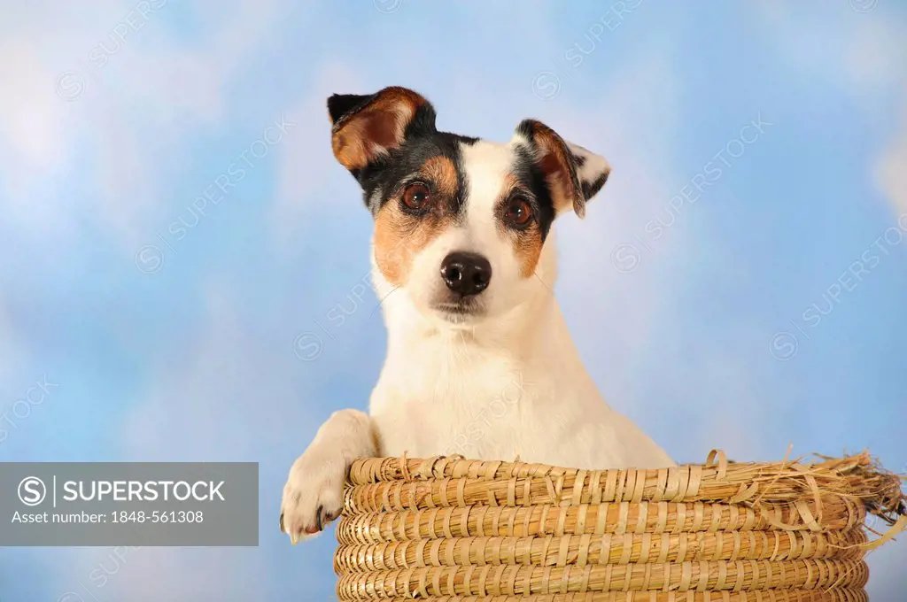 Parson Russell Terrier sitting in a basket