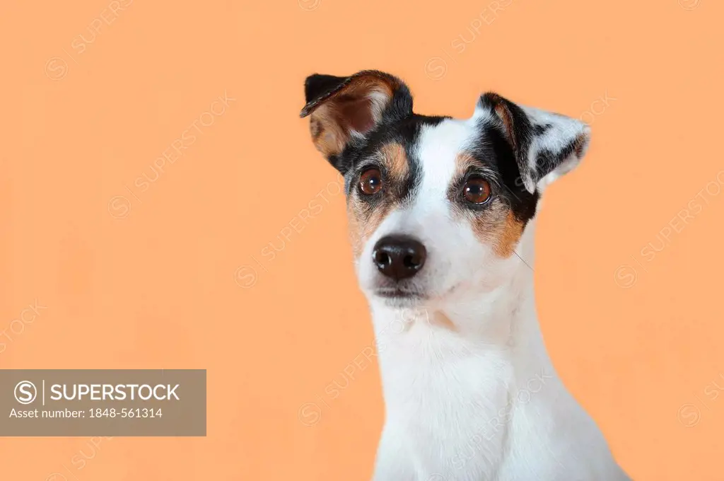 Parson Russell Terrier, portrait