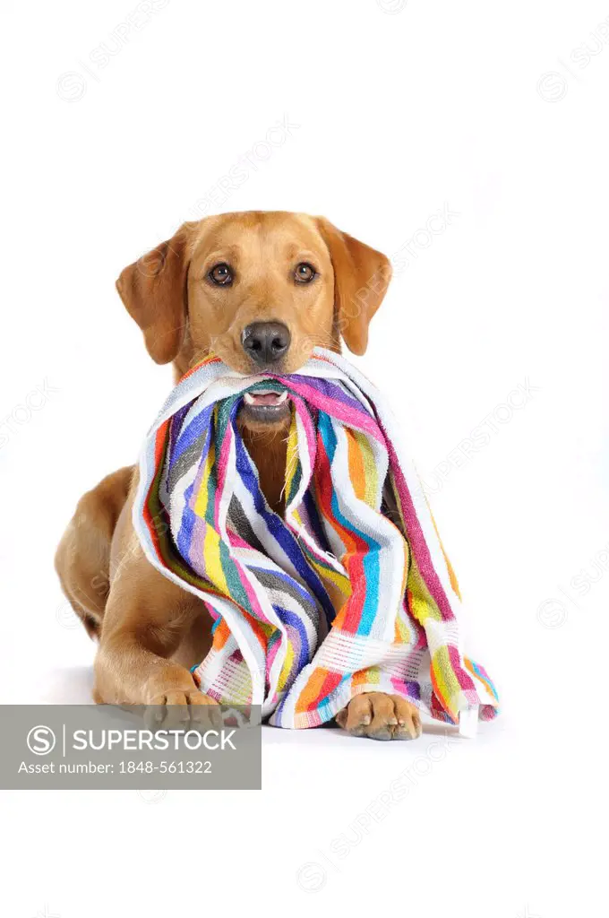 Yellow Labrador Retriever bitch with a striped beach towel in its mouth