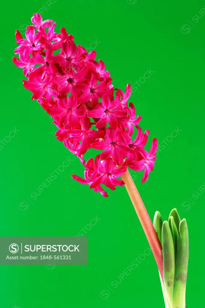 Garden Hyacinth (Hyacinthus orientalis) with a red flower in front of a green surface