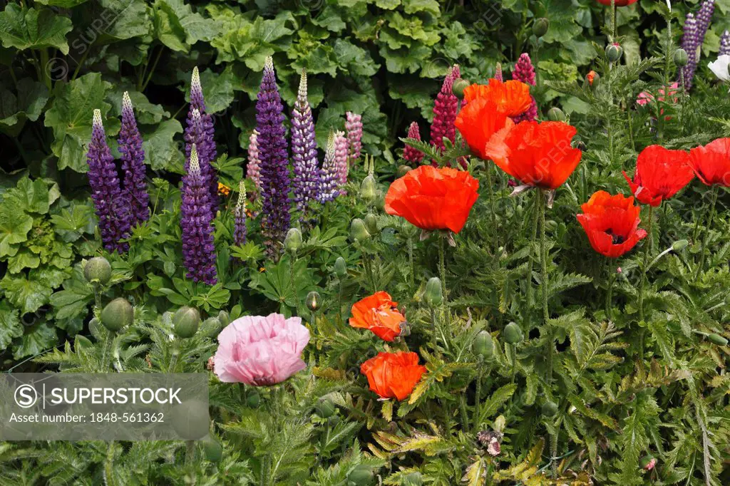Lupines (Lupinus) and Poppies (Papaver), Glenveagh Castle Gardens, Glenveagh National Park, County Donegal, Ireland, Europe