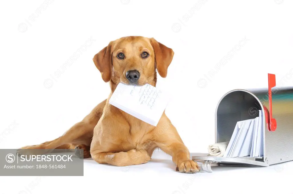 Yellow Labrador Retriever bitch lying next to a mailbox holding a letter in its mouth