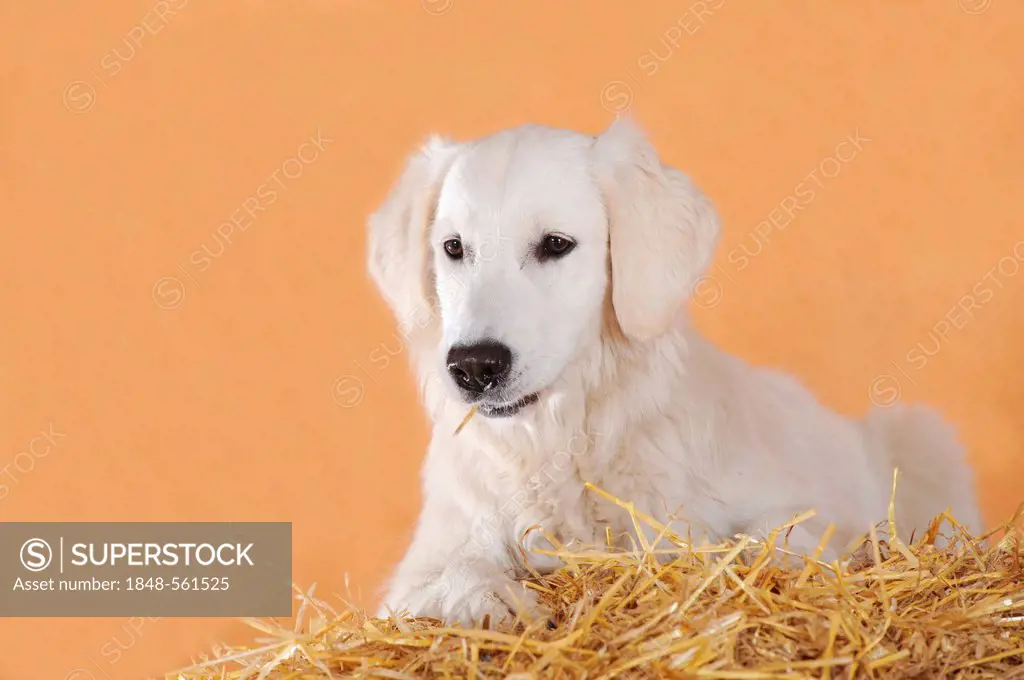 Golden Retriever lying on a bale of straw
