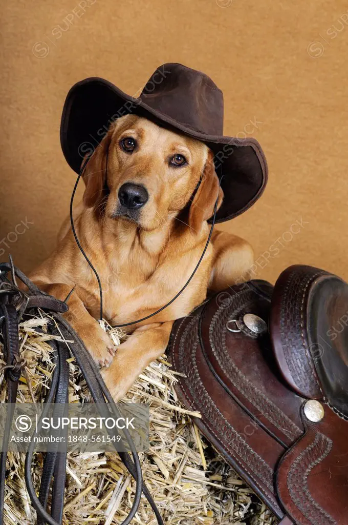 Yellow Labrador Retriever bitch lying on a bale of straw next to a saddle and wearing a cowboy hat