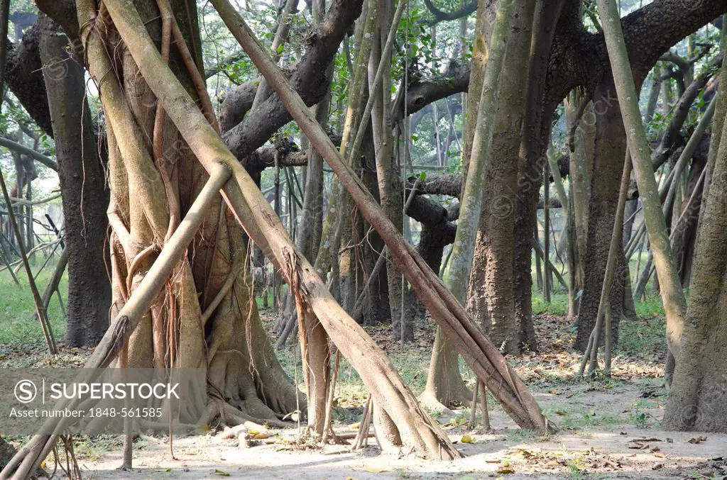 Some of the 3300 aerial roots of the world's largest banyan tree in Kolkatas botanical garden, Kolkata, West Bengal, India, Asia