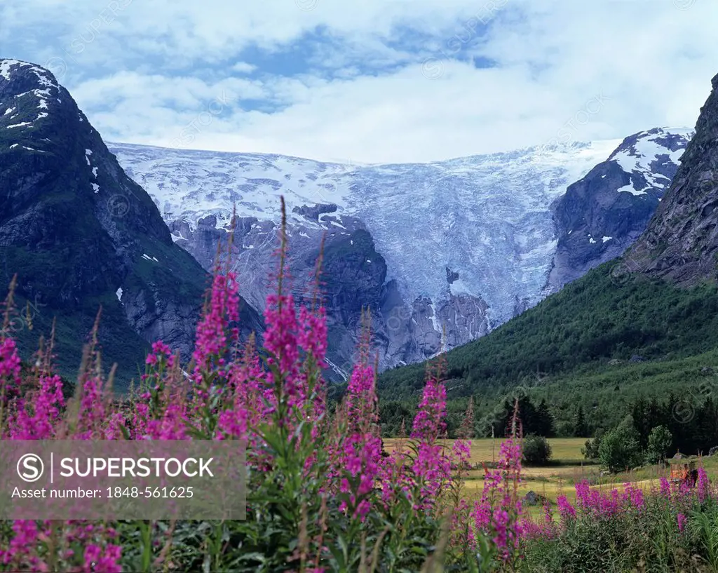 Bergsetbreen Glacier, Rosebay Willowherb (Epilobium angustifolium) in the foreground, Jostedalsbreen, Sogn og Fjordane, Norway, Scandinavia, Europe