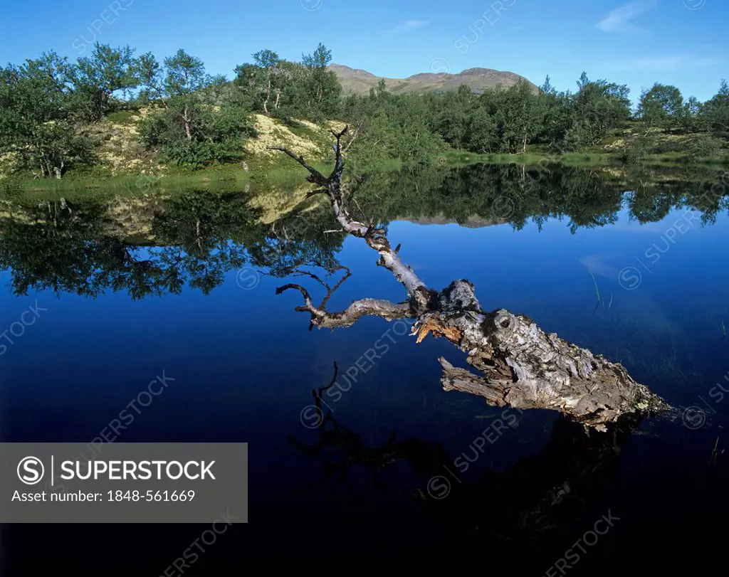 Old, dead tree rising out of a lake, Rondane National Park, Norway, Scandinavia, Europe