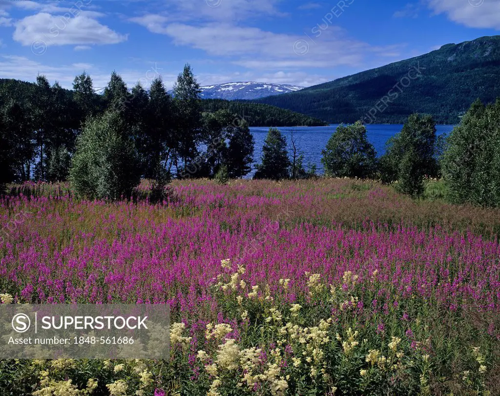 Landscape near Mosjoen with Meadowsweet (Filipendula ulmaria) and Rosebay Willowherb (Epilobium angustifolium), Nordland, Norway, Scandinavia, Europe