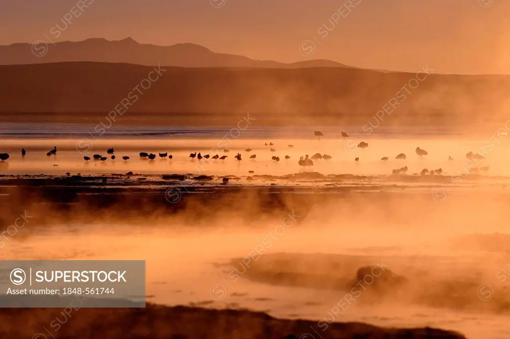 Hot springs with Flamingos (Phoenicopteriformes, Phoenicopteridae) in the steaming water, Uyuni, Bolivia, South America