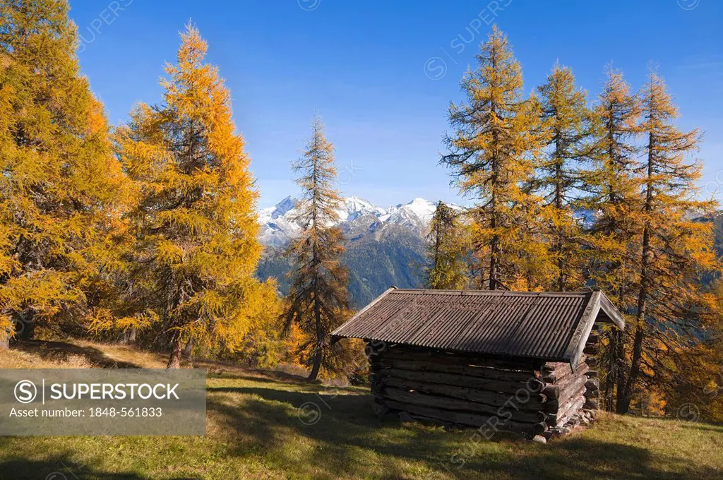 Barn, larch meadows, Obernbergtal, Tyrol, Austria, Europe