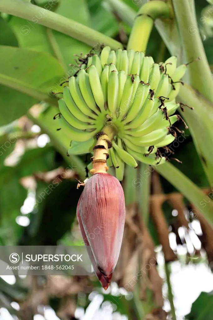 Flower of a Banana (Musa paradisiaca), Santa Clara, Cuba, Greater Antilles, Caribbean, Central America, America