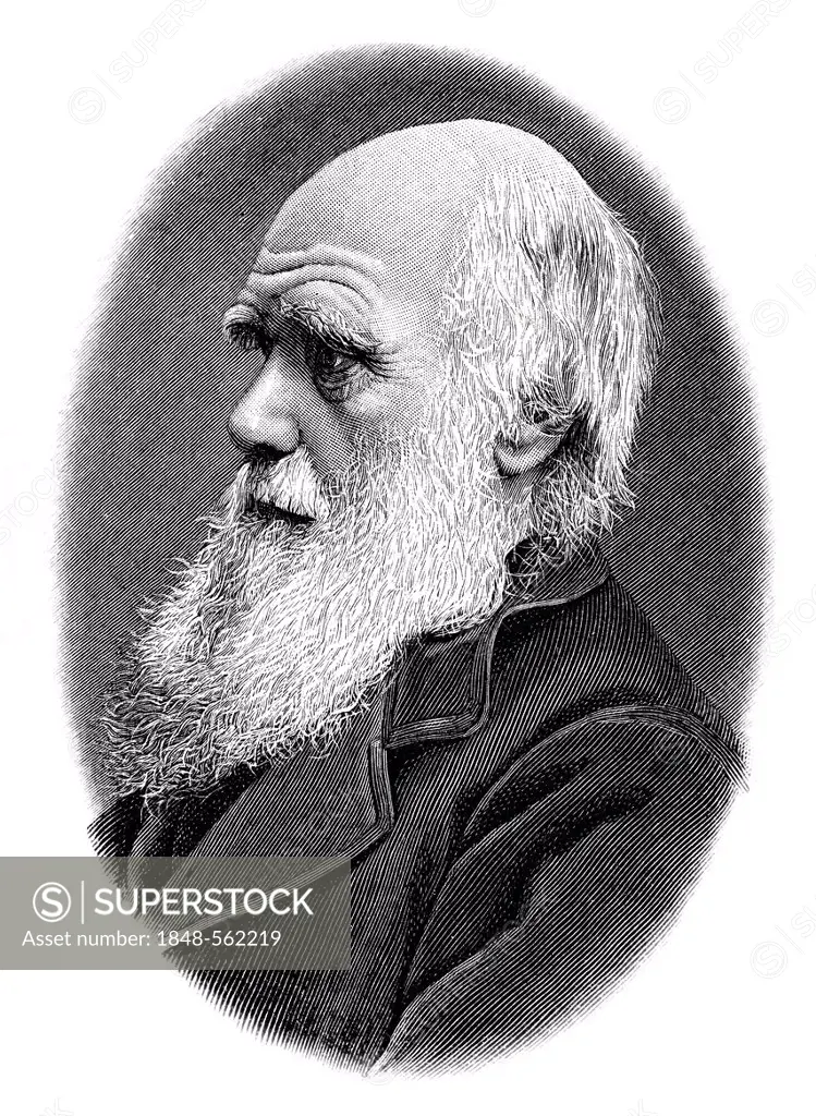 Historical illustration from the 19th Century, portrait of Charles Robert Darwin, 1809 - 1882, a British naturalist, evolutionary theory