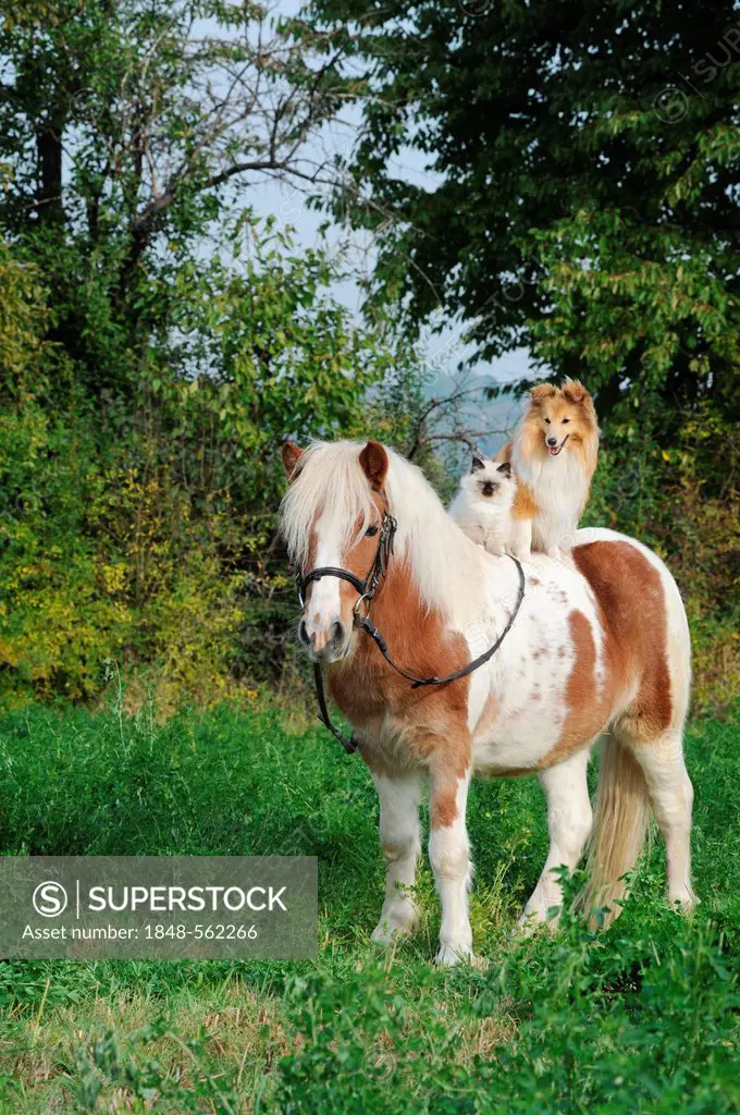 American Shetland Pony with a Shetland Sheepdog, or Sheltie, and a Birman Cat on its back