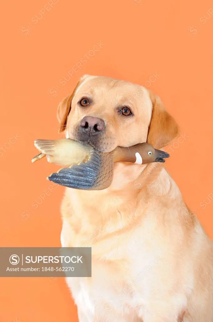 Yellow Labrador Retriever, portrait, with a rubber duck in its mouth