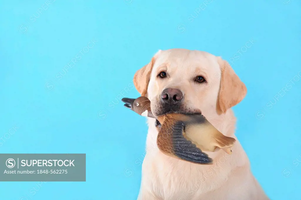 Yellow Labrador Retriever, portrait, with a rubber duck in its mouth