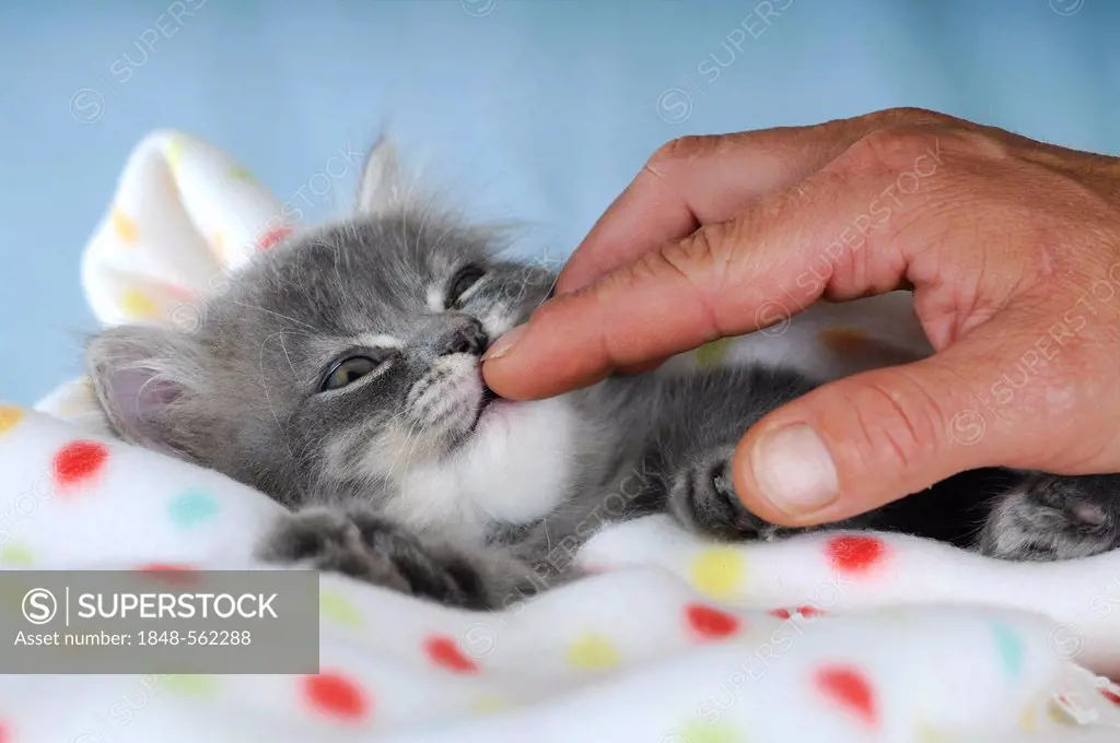 Persian kitten on a spotted blanket, sniffing a finger