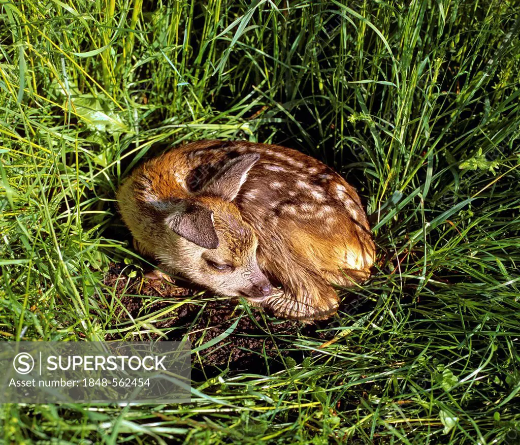 Fallow Deer (Dama dama) fawn lying in the grass, Allgaeu, Bavaria, Germany, Europe