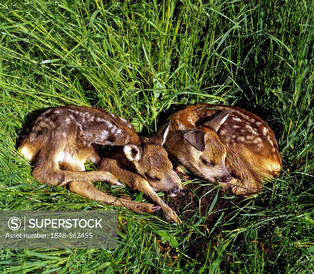 Two Fallow Deer (Dama dama) fawns lying in the grass, Allgaeu, Bavaria, Germany, Europe