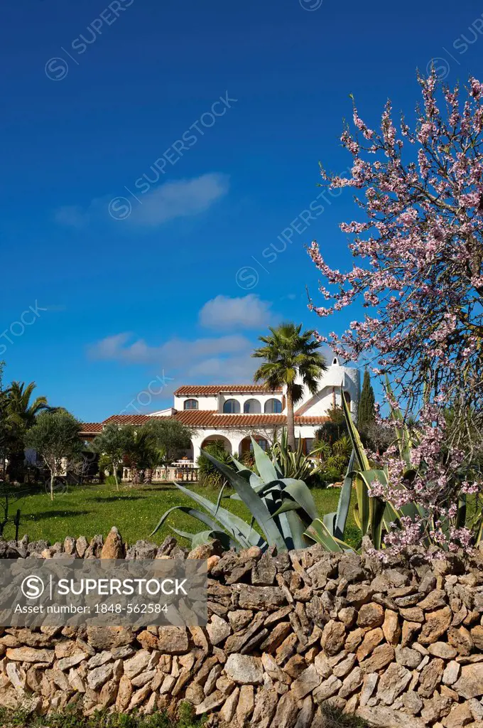 Almond blossom at a finca near Santanyi in Majorca, Balearic Islands, Spain, Europe