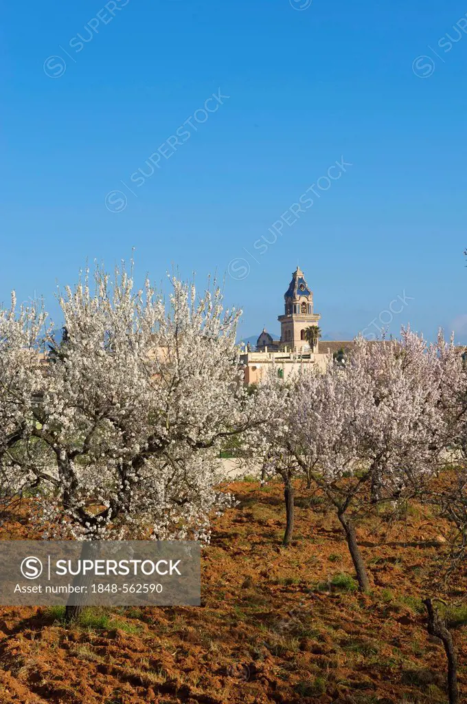 Blossoming almond trees at Santa Maria del Cami, Majorca, Balearic Islands, Spain, Europe