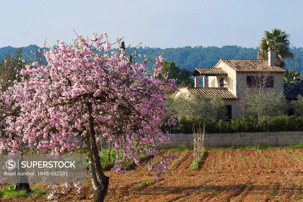 Blossoming almond tree and finca, near Es Capdellà, Calvià, Majorca, Balearic Islands, Spain, Europe