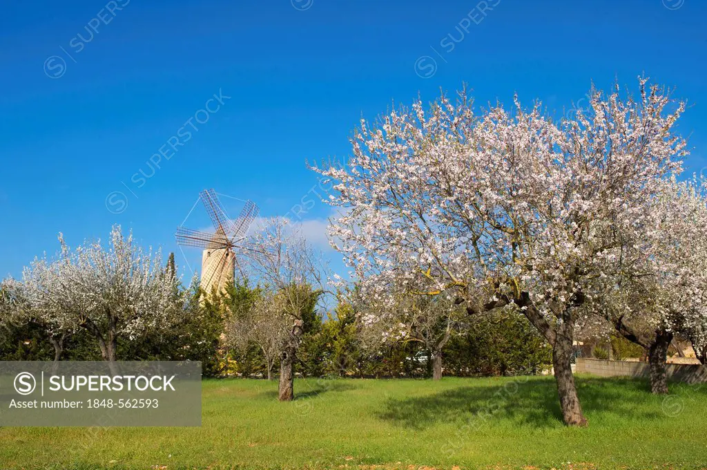 Blossoming almond trees and a windmill in Santa Maria del Cami, Majorca, Balearic Islands, Spain, Europe