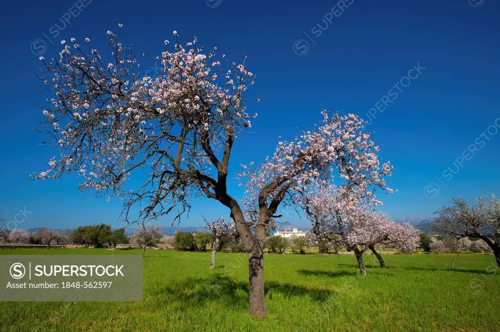 Finca and flowering almond trees in Alaro, Tramuntana, Majorca, Balearic Islands, Spain, Europe