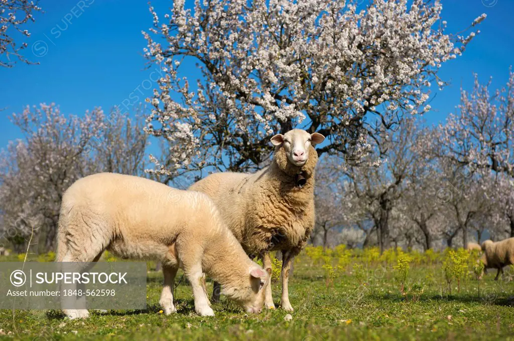 Sheep grazing in a pasture among blooming almond trees at Alaro on Majorca, Balearic Islands, Spain, Europe